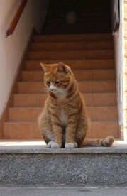 猫