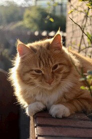 猫