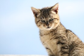 猫