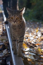 猫