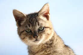 猫