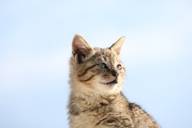 猫