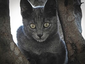 猫