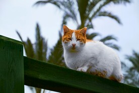 猫