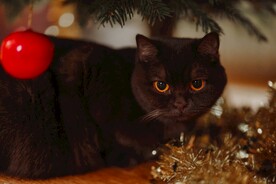 猫