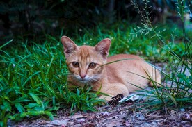 猫
