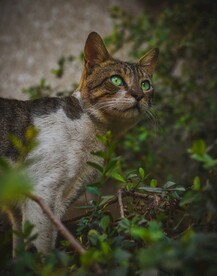 猫