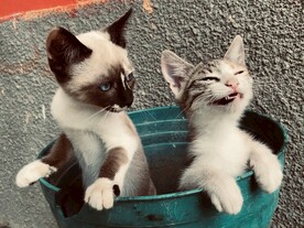 猫