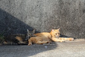 猫