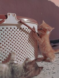 猫