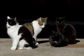 猫