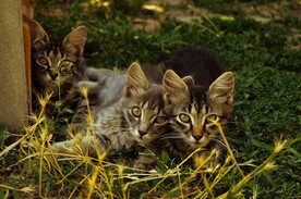 猫
