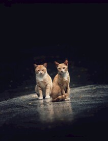 猫