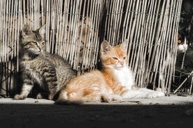 猫