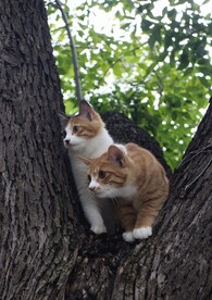 猫