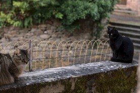 猫