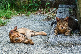 猫