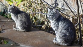 猫