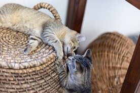 猫