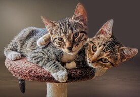 猫