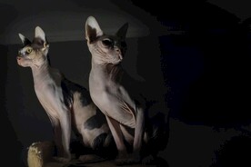 无毛猫