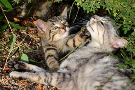 猫