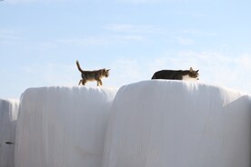 猫
