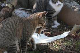 猫