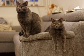 猫