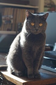 猫
