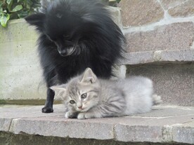 猫