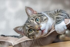 猫