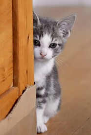 猫
