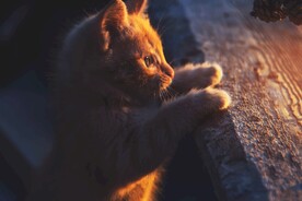 猫