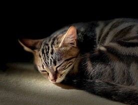 猫