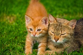 猫
