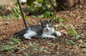 猫