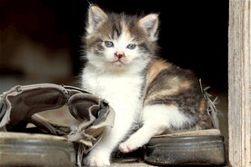 猫