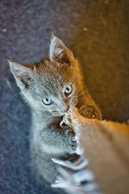 猫