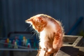 猫