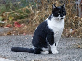 猫