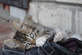 猫
