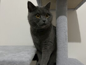 蓝猫