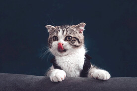 猫