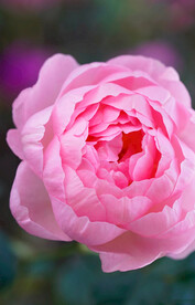 月季 花