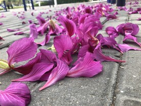 紫荆花