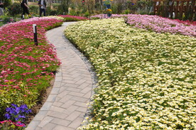 北京世园会花田景观