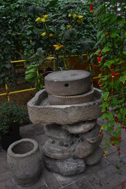温室花草风景 