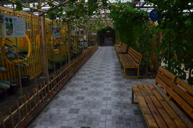 温室花草风景