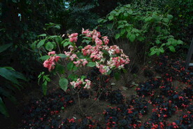 温室花草风景 